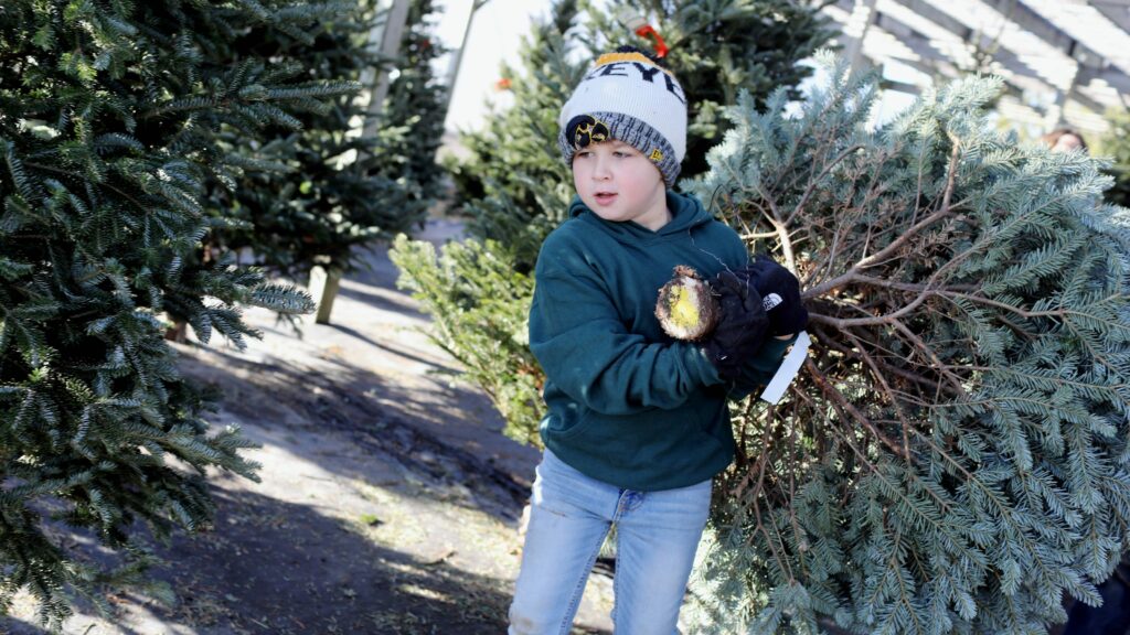 Harvesting Christmas Trees When’s The Best Time To Cut A Christmas